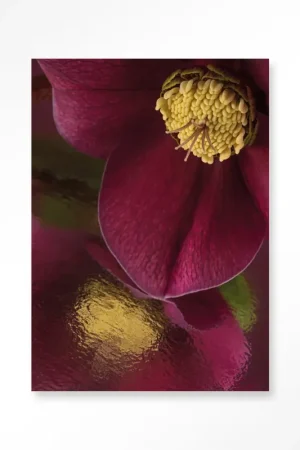 Weerspiegeling Van Een Kerstroos - Art Print Op = Op